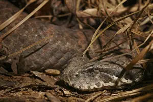 Australian death adder (Acantophis antarcticus)