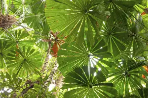 Australian fan palms in sunny rainforest on the way to Mount Sorrow in Daintree National Park Queensland