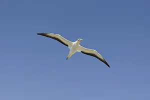 Australian gannet (Morus serrator)