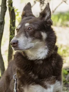 Australian Kelpie Mix, chocolate colored dog