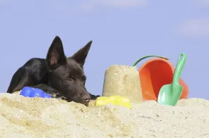 Australian Kelpie puppy, chocolate coloured