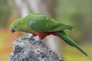 Australian king parrot (Alisterus scapularis) female
