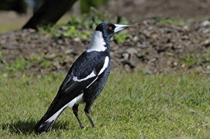 Australian magpie (Gymnorhina tibicen), Australia, Oceania
