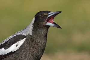 Australian Magpie (Gymnorhina tibicen)