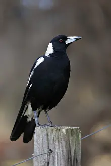 Australian magpie (Gymnorhina tibicen)