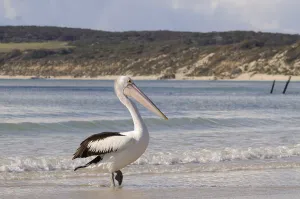 Australian pelican (Pelecanus conspicillatus)