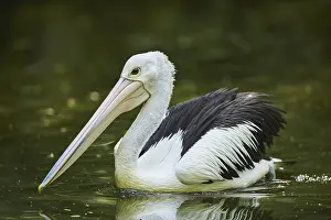 Australian pelican (Pelecanus conspicillatus)