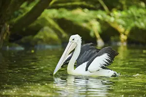 Australian pelican (Pelecanus conspicillatus)