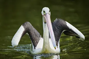 Australian pelican (Pelecanus conspicillatus)