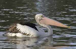 Australian pelican (Pelecanus conspicillatus)