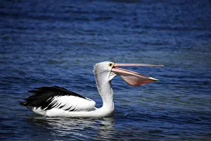 Australian Pelican (Pelecanus conspicillatus)