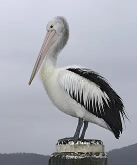 Australian Pelican (Pelecanus conspicillatus)