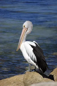 Australian Pelican (Pelecanus conspicillatus)