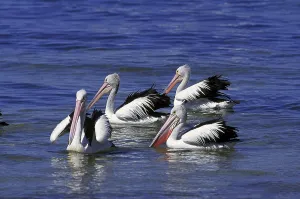 AUSTRALIAN PELICAN (pelecanus conspicillatus)