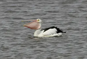 Australian Pelican (Pelecanus conspicillatus)
