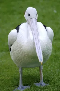 Australian Pelican (Pelecanus conspicillatus)
