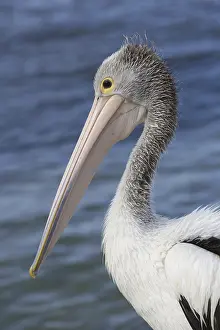 Australian Pelican (Pelecanus conspicillatus) adult