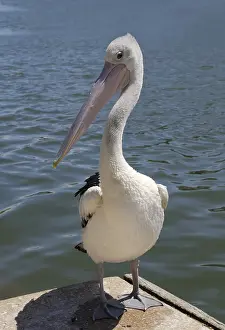 Australian Pelican (Pelecanus conspicillatus) om a wharf on the Murray River