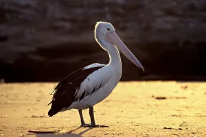 Australian pelican (Pelecanus conspillatus) in back light