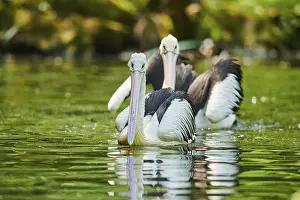 Australian pelicans (Pelecanus conspicillatus)