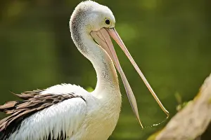 Australian pelicans (Pelecanus conspicillatus)