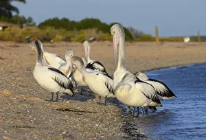 Australian pelicans (Pelecanus conspicillatus)