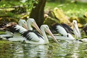Australian pelicans (Pelecanus conspicillatus)