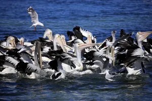 Australian Pelicans (Pelecanus conspicillatus)