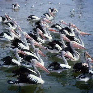 Australian pelicans (Pelecanus conspicillatus)