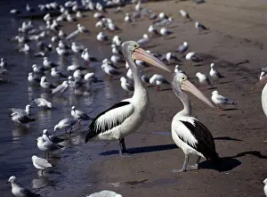 Australian Pelicans (Pelecanus conspicillatus)
