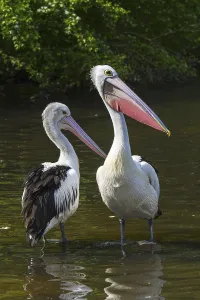 Two Australian pelicans (Pelecanus conspicillatus) resting in shallow water in pond