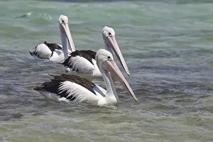 Australian pelicans (Pelecanus conspicillatus) swimming in the sea at South Durras in Murramarang National Park