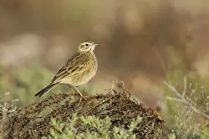 Australian Pipit (Anthus australis)