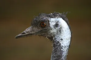 Australian ratite