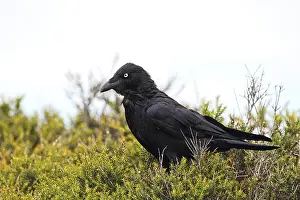 Australian raven (Corvus coronoides) sitting in a bush in Flinders Chase National Park on Kangaroo Island
