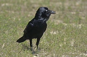 Australian Raven (Corvus coronoides) standing on ground