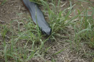 Australian red bellied black snake