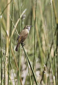 Australian Reed-warbler (Acrocephalus australis) adult