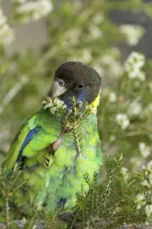 Australian ringneck (Barnardius zonarius) adult