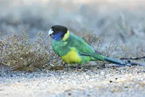 Australian Ringneck (Barnardius zonarius zonarius) perched on the ground feeding on seeds
