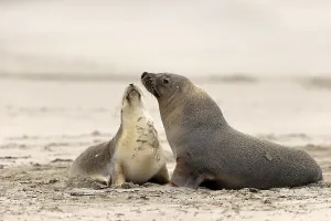 Australian sea lion (Neophoca cinerea)
