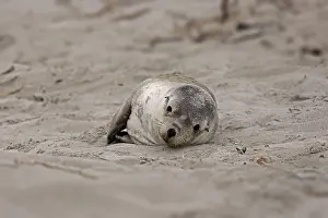Australian sea lion (Neophoca cinerea)
