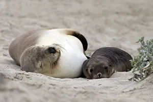 Australian sea lion (Neophoca cinerea)