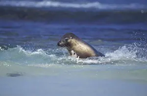Australian Sea Lion (neophoca cinerea)