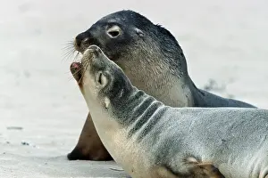 Australian Sea Lions (Neophoca cinerea)