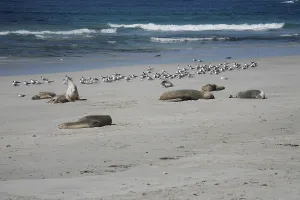 Australian sea lions (Neophoca cinerea) in Seal Bay