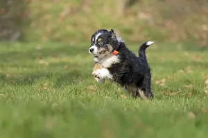 Australian Shepherd, 10 weeks old