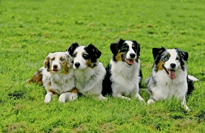 Australian Shepherd, 5 months, 2 years