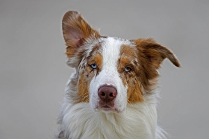 Australian Shepherd, Aussie, breed of herding dog from the United States
