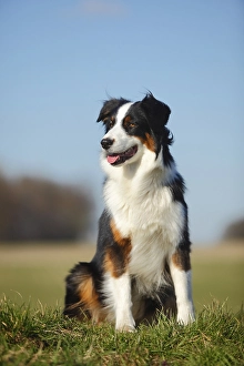 Australian Shepherd, bitch, black-tri